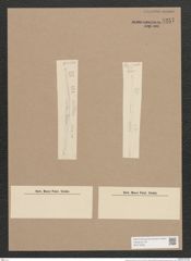 Synedra acus Kuetz. (de-Toni-Nr.: Genus 66, Species 2590) Zeichnungen Sammlung Grunow Nr. 5257 (NHMW-BOT-W0373636)